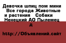 Девочка шпиц пом мини - Все города Животные и растения » Собаки   . Ненецкий АО,Пылемец д.